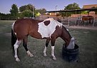 Spotted Saddle - Horse for Sale in Tempe, AZ 85283 Spotted Saddle - Horse for Sale in Tempe, AZ 85283