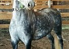 Welsh Cob - Horse for Sale in Moneta, VA 24121