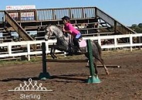 Stunning (Welsh Pony and Cob, Gelding) in Moneta, VA