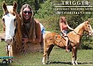 Tennessee Walking - Horse for Sale in Fort collins, CO 80524 Tennessee Walking - Horse for Sale in Fort collins, CO 80524