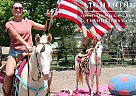 Tennessee Walking - Horse for Sale in Fort Collins, CO 80524 Tennessee Walking - Horse for Sale in Fort Collins, CO 80524