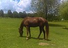 Tennessee Walking - Horse for Sale in Eubank, KY 42567