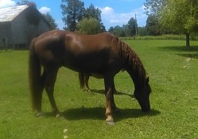 Tennessee Walking Horse (Tennessee Walking Horse, Gelding) in Eubank, KY