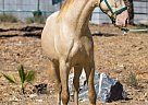 Andalusian - Horse for Sale in Canyon Country, CA 91387