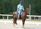 Half Arabian - Horse for Sale in Hanover, PA 17331 Half Arabian - Horse for Sale in Hanover, PA 17331
