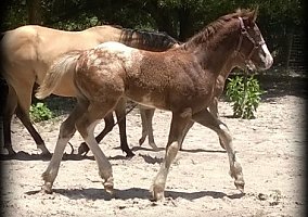 Draft (Percheron, Belgian, Clydesdale, Shire) (Draft (Percheron, Belgian, Clydesdale, Shire), Stallion) in Lecanto, FL