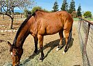 Thoroughbred - Horse for Sale in Red Bluff, CA 96080 Thoroughbred - Horse for Sale in Red Bluff, CA 96080