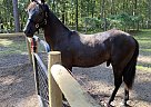 Missouri Fox Trotter - Horse for Sale in CRYSTAL RIVER, FL 34428 Missouri Fox Trotter - Horse for Sale in CRYSTAL RIVER, FL 34428