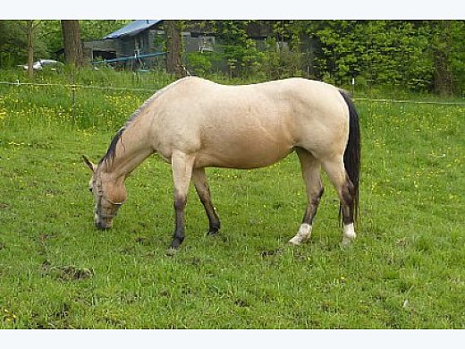 Buckskin Mare