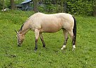 Quarter Horse - Horse for Sale in Magnolia, OH 44643