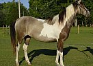Paso Fino - Horse for Sale in Loris, SC 29569