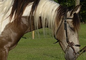 Paso Fino (Paso Fino, Mare) in Loris, SC