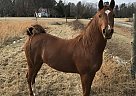 Arabian - Horse for Sale in Pamplin, VA 23958