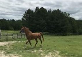 Arabian (Arabian, Gelding) in Pamplin, VA
