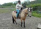 Dandys Lonesum Star Quarter Horse Mare