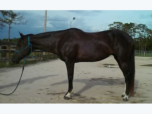 Flashy APHA Mare- Can do it all!