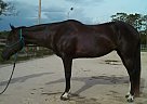 Paint - Horse for Sale in North Ft. Myers, FL 33917