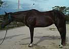 Paint - Horse for Sale in North Ft. Myers, FL 33917 Paint - Horse for Sale in North Ft. Myers, FL 33917