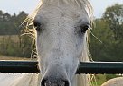 Pony - Horse for Sale in Fredericksburg, PA 17026