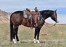 Sancho - Gelding in Bayard, NE Sancho - Gelding in Bayard, NE