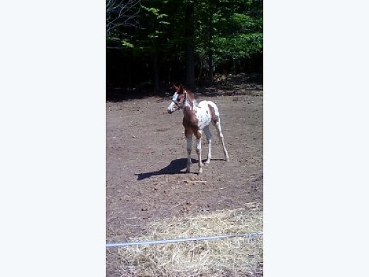 Paint Colt for Sale