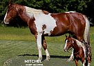 Paint - Horse for Sale in , KY 42502