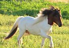 Miniature - Horse for Sale in Fredericksburg, PA 17026