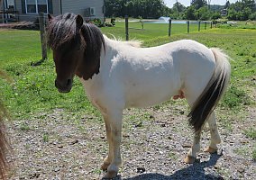 Paint (Paint, Stallion) in Fredericksburg, PA