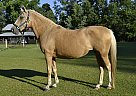 Paso Fino - Horse for Sale in Loris, SC 29569