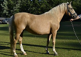Paso Fino (Paso Fino, Mare) in Loris, SC