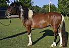 Paso Fino - Horse for Sale in Loris, SC 29569 Paso Fino - Horse for Sale in Loris, SC 29569