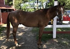 Quarter Horse (Quarter Horse, Gelding) in Saugas, MA