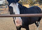 Genuinely Busted - Mare in Menifee, CA Genuinely Busted - Mare in Menifee, CA