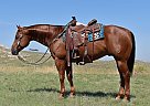 Sterling - Gelding in Bayard, NE Sterling - Gelding in Bayard, NE