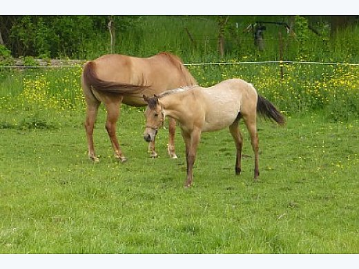 Sharp Dun  Quarter Horse Colt