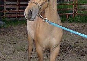 Quarter Horse (Quarter Horse, Stallion) in Magnolia, OH