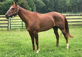 Quarter Horse (Quarter Horse, Gelding) in Marion, OH