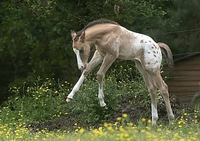 Appaloosa (Appaloosa, Stallion) in Lake City, FL