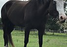 Quarter Horse - Horse for Sale in Englewood, FL 34223