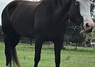 Quarter Horse - Horse for Sale in Englewood, FL 34223 Quarter Horse - Horse for Sale in Englewood, FL 34223