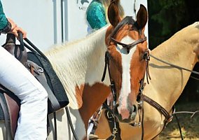 Great Horse Dawn