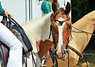 Great Horse Dawn