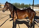 Friesian - Horse for Sale in Los Angeles, CA 93740