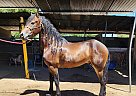 Friesian - Horse for Sale in Los Angeles, CA 93740 Friesian - Horse for Sale in Los Angeles, CA 93740
