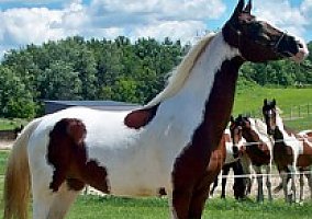 Half Arabian/Pinto Mare Half Arabian Mare