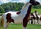 Half Arabian/Pinto Mare Half Arabian Mare