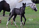Hashtag - Stallion in Plain Dealing, LA Hashtag - Stallion in Plain Dealing, LA