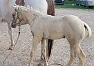 Doc - Stallion in Plain Dealing, LA Doc - Stallion in Plain Dealing, LA