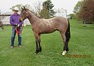 Drifters Te N Te - Gelding in Milnor, ND Drifters Te N Te - Gelding in Milnor, ND