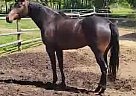 Warmblood - Horse for Sale in Clinton, BC V0K 1K0